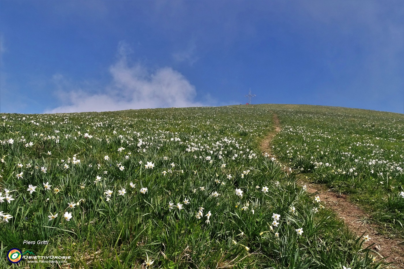 43 Tra la chiesetta e la cima del LInzone estese fioriture di narcisi.JPG -                                